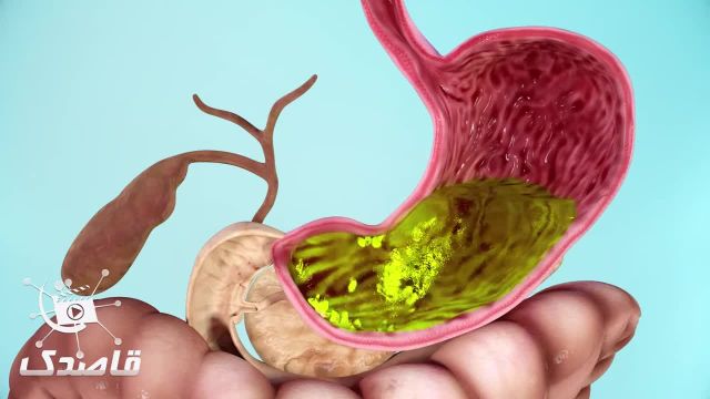 ویدیوی فرآیند هضم غذا در بدن | نقش کبد و لوزالمعده در دستگاه گوارش