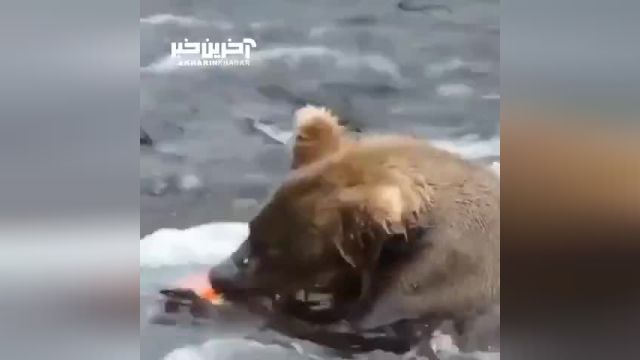 لحظه سلاخی و کندن پوست ماهی به صورت زنده توسط خرس