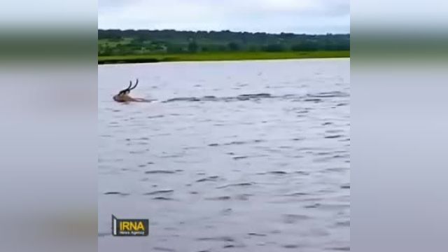 فرار گوزن از دست تمساح در آب
