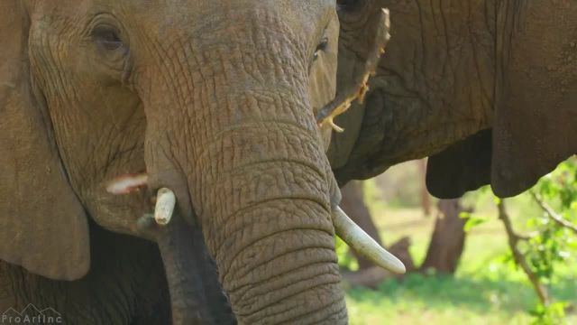 فیلم حیات وحش آفریقا | حیوانات شگفت انگیز | قسمت 1