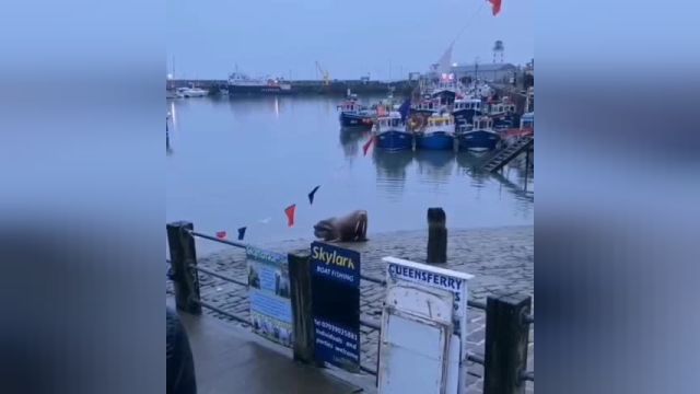 لغو آتش بازی کریسمس در اسکاربورو بریتانیا به خاطر گراز دریایی | ویدیو