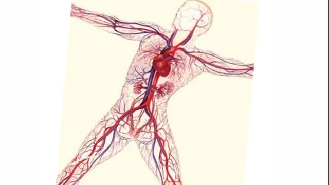 آناتومی سیستم گردش خون و قلب | آموزش آناتومی عمومی | جلسه هفتم (1)