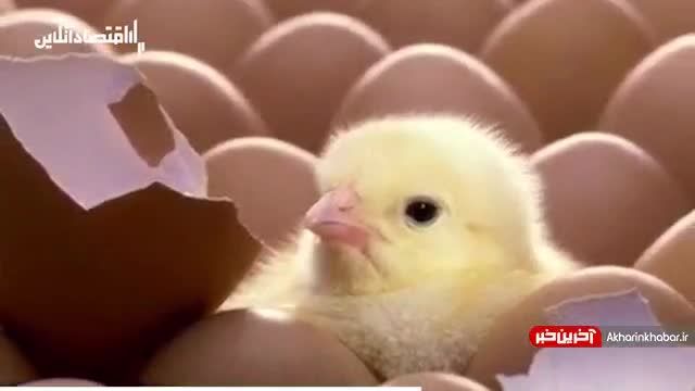 واردات مرغ از ترکیه و تهدید مرغداران ایرانی | ویدیو