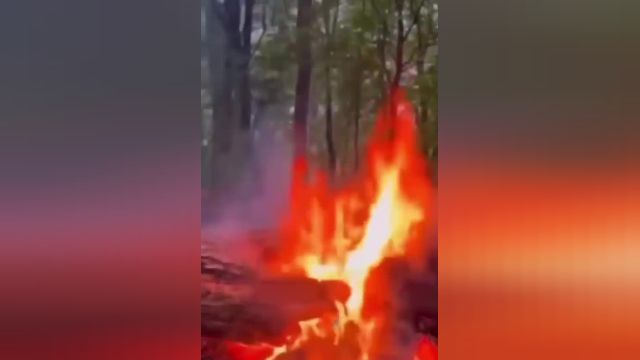 کلیپ آتش زدن یک درخت در جنگل‌های هیرکانی ساری | ویدیو