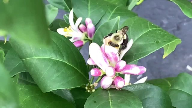 روش افزایش میوه درختان مرکبات با استفاده از زنبور‌های گرد افشان