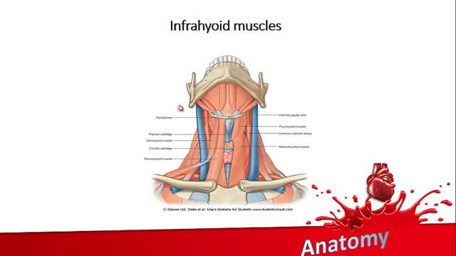 عضلات Infrahyoid | آموزش جامع علوم تشریح آناتومی سر و گردن | جلسه پنجم