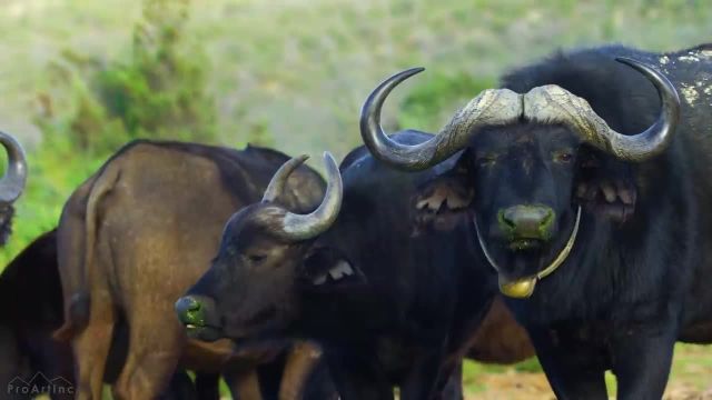 فیلم حیات وحش | حیوانات شگفت انگیز و طبیعت آفریقای جنوبی + موسیقی