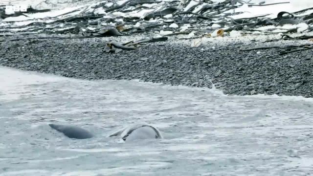 فیلمبرداری در دنیای یخ زده | راز بقا در یخبندان!