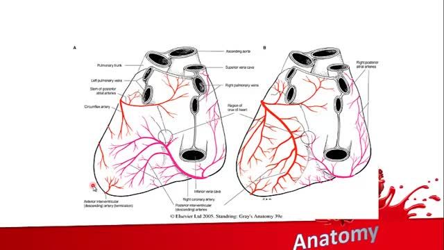 آناتومی قلب | آموزش علوم تشریح (آناتومی) قلب و عروق | جلسه اول (7)