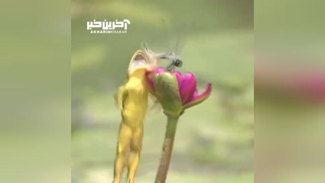 لحظه‌ای شگفت‌انگیز: قورباغه‌ای که سنجاقک را شکار می‌کند
