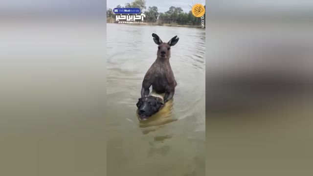 لحظه نجات سگ در حال غرق از دست کانگورو | ببینید