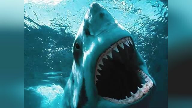 the great white shark megalodon