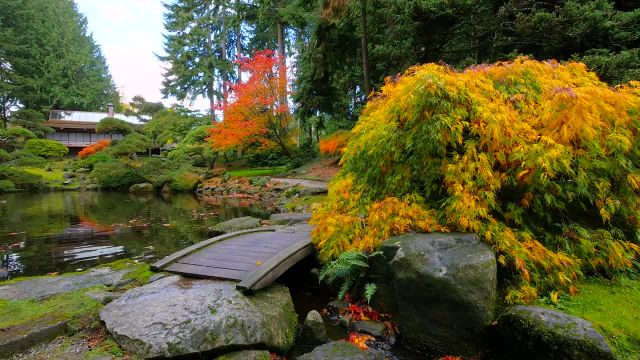 تصاویر و صدای طبیعت برای آرامش | باغ ژاپنی