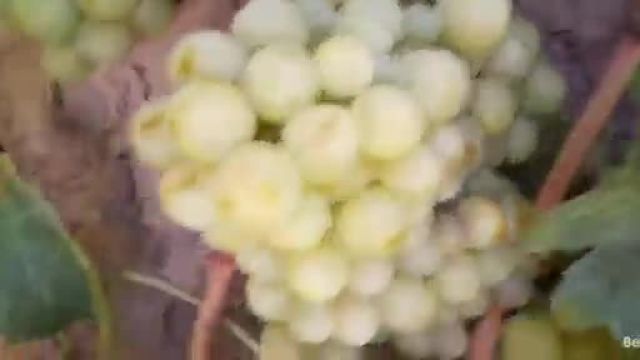 روش آبیاری انگور در هرات؛ راهکاری عالی برای داشتن محصولی با کیفیت