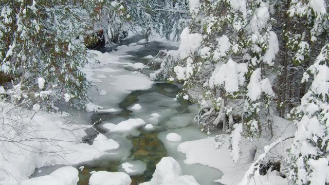 فضای زمستانی | صدای آواز پرندگان و صدای آرام جنگل | منظره و طبیعت برفی