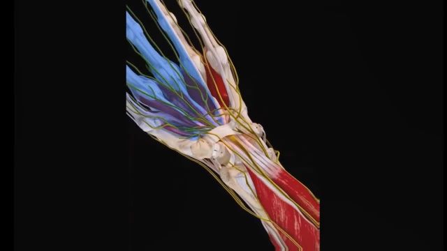 آناتومی عصب مدیان | عصب دهی به عضلات قدام ساعد دست