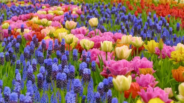 شکوفه‌ های بهاری با رنگ‌ های شاد و زنده | جشنواره لاله‌ های دره اسکاگیت (2022) | قسمت 8