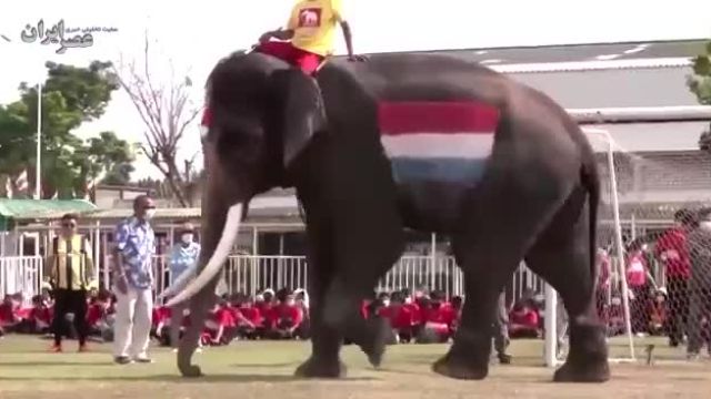 برگزاری جام جهانی فیل‌ها در تایلند | ویدیو