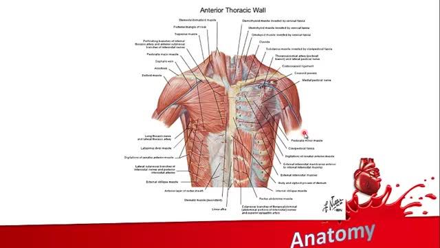 جدار قفسه سینه (Chest wall) | آموزش علوم تشریح (آناتومی) اسکلتی - عضلانی | جلسه پنجم (3)