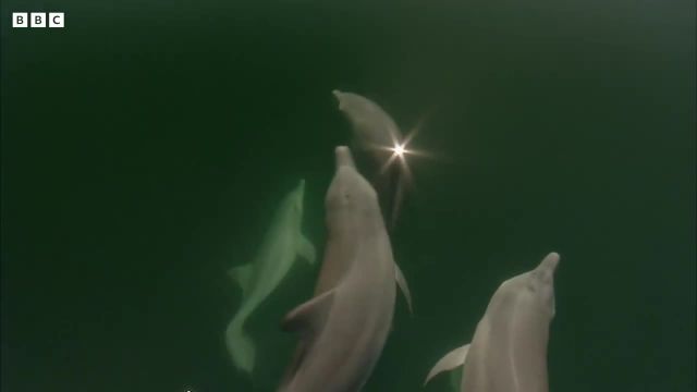 ویدیویی از آموزش ماهیگیری به بچه دلفین که جالب است ببینید!