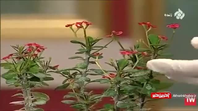 آموزش نگهداری از گل مرجان در آپارتمان | ویدیو