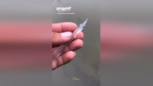 ویدئویی از یک موجود آبزی با بدن شیشه ای