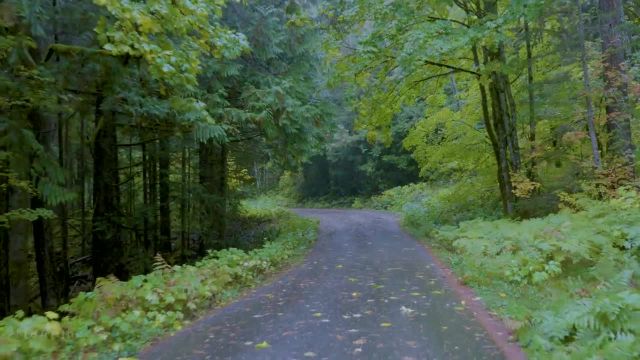 رانندگی پاییزی همراه با موسیقی | جاده جنگلی مه آلود پاییزی | قسمت 4