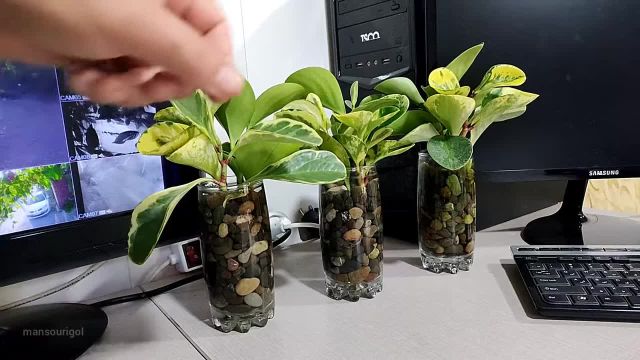 پرورش گیاه پپرومیا در آب و نحوه ایجاد گلدان های زیبا