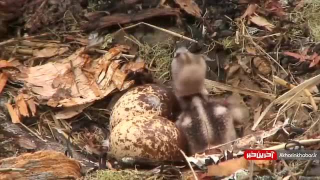 کلیپ غذا دادن عقاب به جوجه هایش | مستند حیات وحش