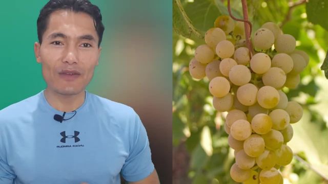 بررسی 5 تا از بهترین و پربار ترین انگورهای زرد گونه فرانسوی