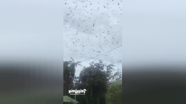 حمله 300 هزار خفاش به شهری در استرالیا