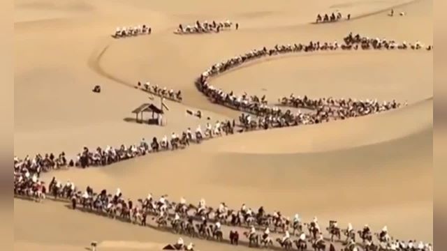 هزاران گردشگر سوار بر شتر در بیابان | ویدیو ترافیک شترها