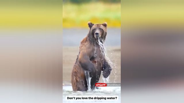 خرس گریزلی وحشی در رودخانه | ویدیو