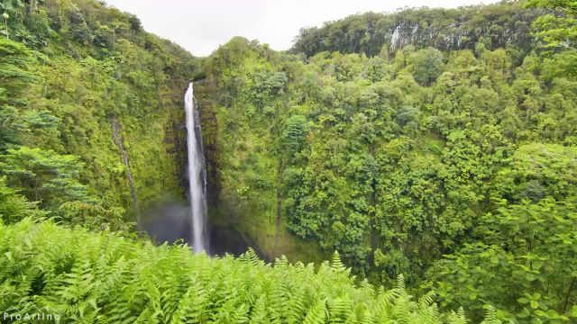 آبشار آکاکا گوهری از جزیره بزرگ هاوایی | آرامش طبیعت + صدای آبشار و آواز پرندگان