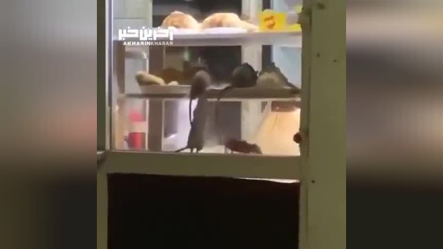 حرکت موش‌ها در یک ساندویچی در مسکو!