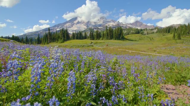 کوه راینیر | فیلم آرامش بخش از گل های وحشی تابستانی