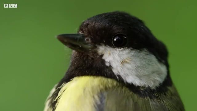 پرندگان چگونه تخم های خود را جوجه کشی می کنند؟