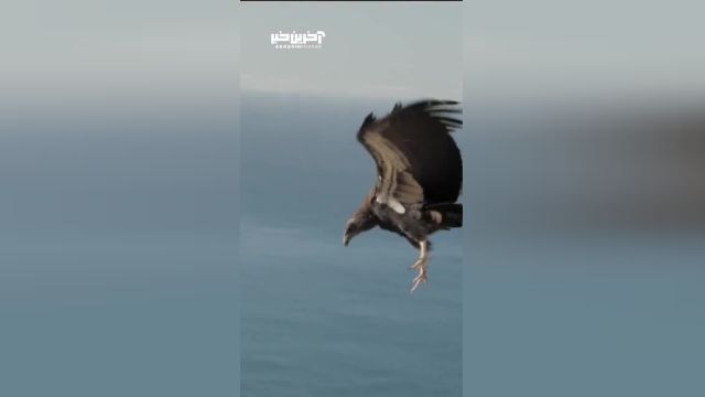 تجربه‌ای هیجان‌انگیز و منحصربفرد: پرواز عمودی با عقاب