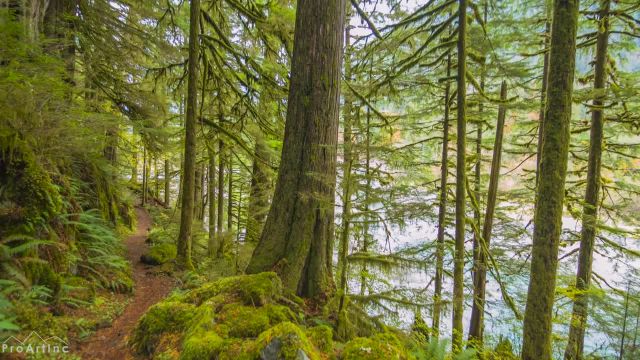 زیباترین جنگل های ایالات متحده | 4 ساعت ویدیوی آرامش بخش با موسیقی آرام