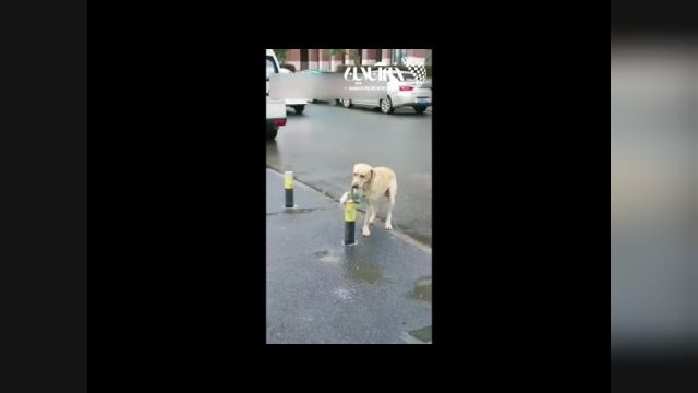مهارت جالب یک سگ برای ایستادن روی یک استوانه | ویدیو