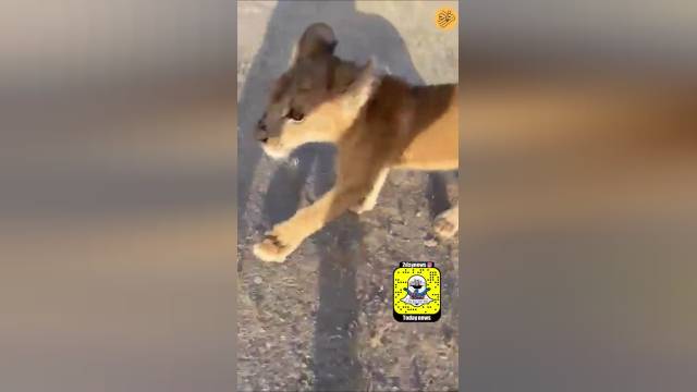پرسه زدن هولناک یک بچه شیر در خیابان | ویدیو