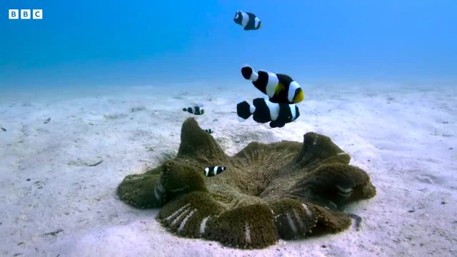 کار تیمی دلقک ماهی شگفت انگیز | ویدیویی دیدنی از حیات زیر آب با کیفیت 4K UHD