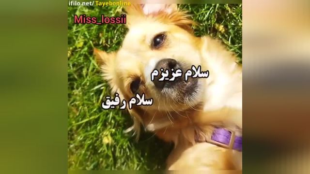 کلیپ تبریک سیزده به در به رفیق با معرفت