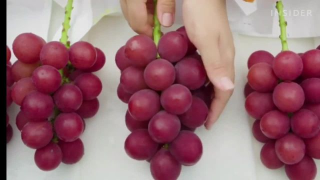 روش پربار ساختن درخت انگور با هرس مناسب