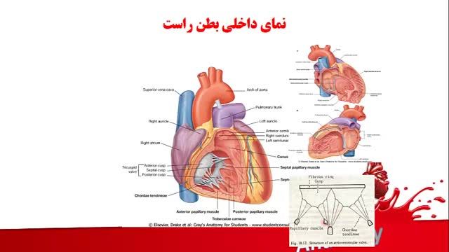 آناتومی قلب | آموزش علوم تشریح (آناتومی) قلب و عروق | جلسه اول (4)