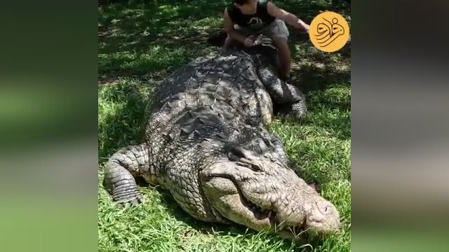 بزرگترین تمساح جهان که 120 سال دارد! | ویدئو