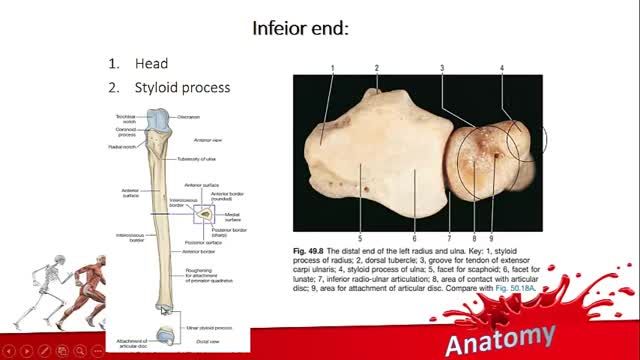 استخوان ساعد Ulna | آموزش علوم تشریح (آناتومی) اسکلتی - عضلانی | جلسه دهم