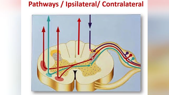 آموزش جامع و کامل نوروآناتومی | جلسه سوم (1) | راه های عصبی نخاع (Spinal Cord Pathway)