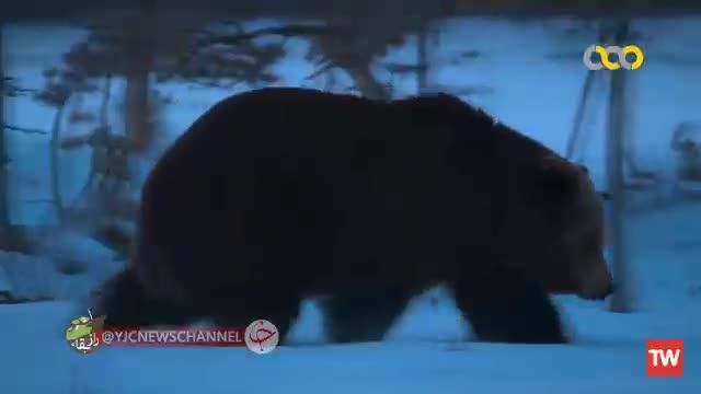 بیدار شدن یک خرس پس از شش ماه |  مستند حیات وحش