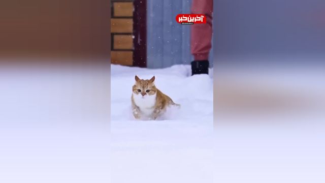 کلیپ اسلوموشن دویدن گربه در برف | ویدیو